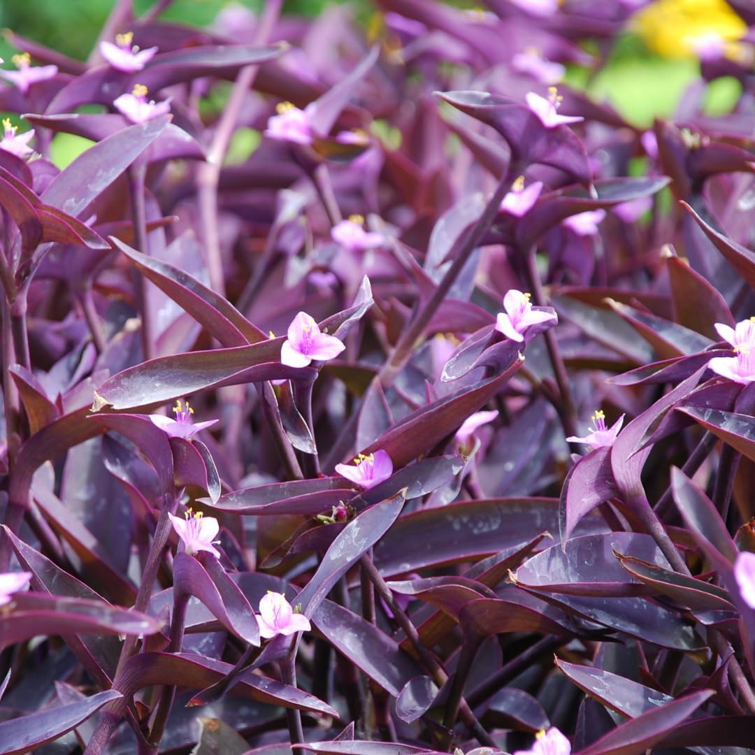 100pcs Low Maintenance Foliage Seeds Wandering Jew Seeds For Home And Patio Gardens Simple To Cultivate