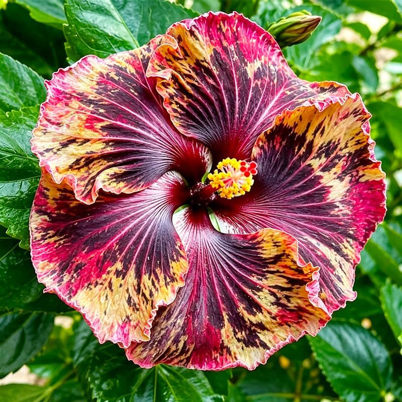 100pcs Mixed Hibiscus Seeds for Planting - Perennial Plant for Gardens & Containers, Vibrant Tropical Color, Non-GMO