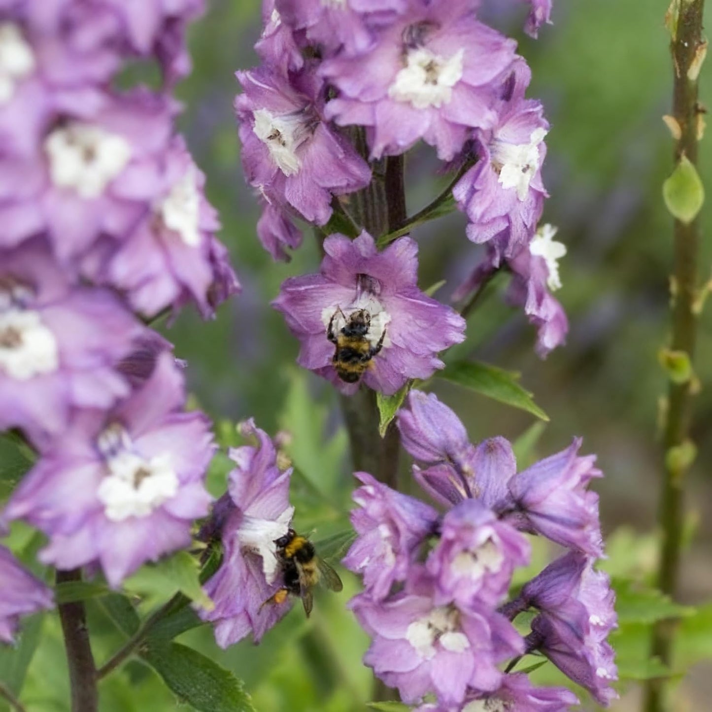 Tall Larkspur Seeds for Planting, 200 Mixed Larkspur Delphinium Seeds, Perennial Flower Plants, Non-GMO Heirloom Larkspur Seed for Home Garden