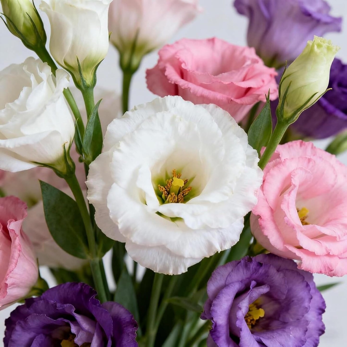 89Pcs Mix Lisianthus Flower Seeds for Planting - Annual Lisianthus Non-GMO Flower Seeds Perennial Cut Flower Plant Garden Home Ornamental Flower