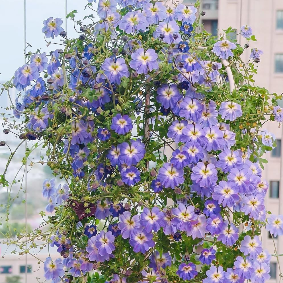 30pcs Nasturtium Seeds Friendly for new gardeners grow into full sprawling clumps with prolonged seasonal blooming features