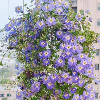 30pcs Nasturtium Seeds Friendly for new gardeners grow into full sprawling clumps with prolonged seasonal blooming features