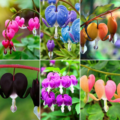 20Pcs Bleeding Heart Seeds Fragrant  Low-Maintenance Shade-Loving Perennial for Garden Landscaping