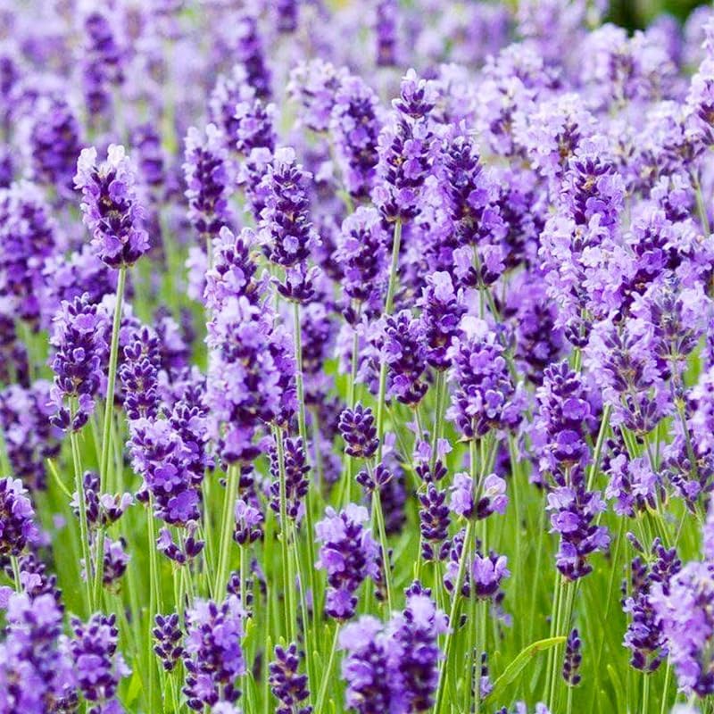 1000Pcs Lavender Seeds - Perennial Herb, Non-GMO Heirloom Seeds for Planting, Fragrant Purple Flowers for Garden