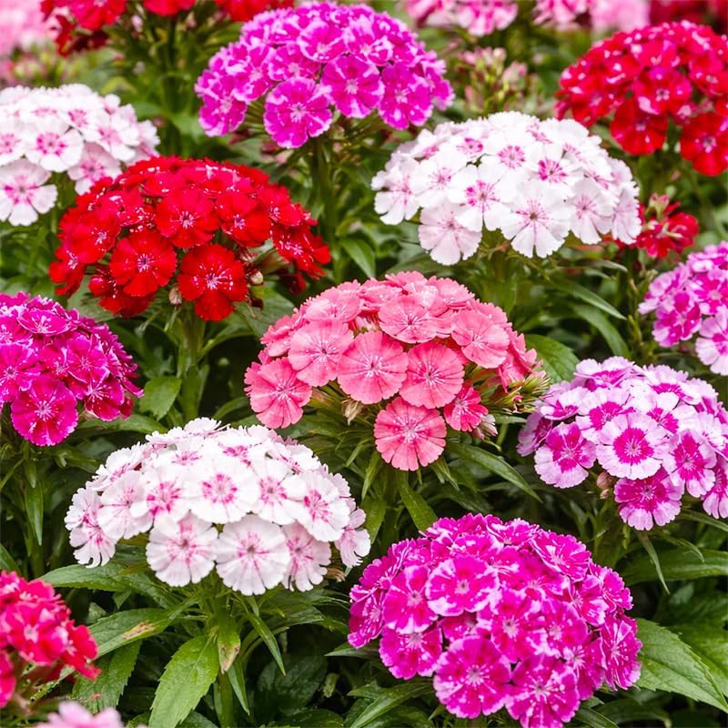 500 Mix Dianthus Seeds for Planting-Non-GMO Perennial Vibrant Flower for Cut Garden & Pollinators