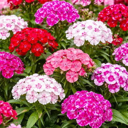500 Mix Dianthus Seeds for Planting-Non-GMO Perennial Vibrant Flower for Cut Garden & Pollinators