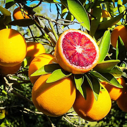 50pcs Blood Orange Tree Seeds for Planting, Dwarf Citrus for Pots