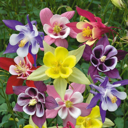 200pcs Columbine Seeds Summer Flowering Feature Enhances Yard With Delicate Upright Foliage