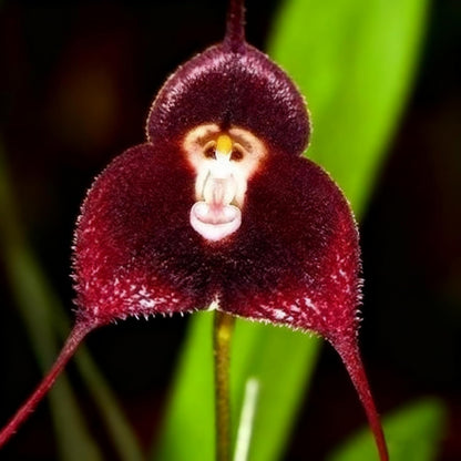 100pcs Monkey Orchid Seeds for Planting, Perennial Non-GMO Flowers Seeds for Bonsai Decoration, Home Garden