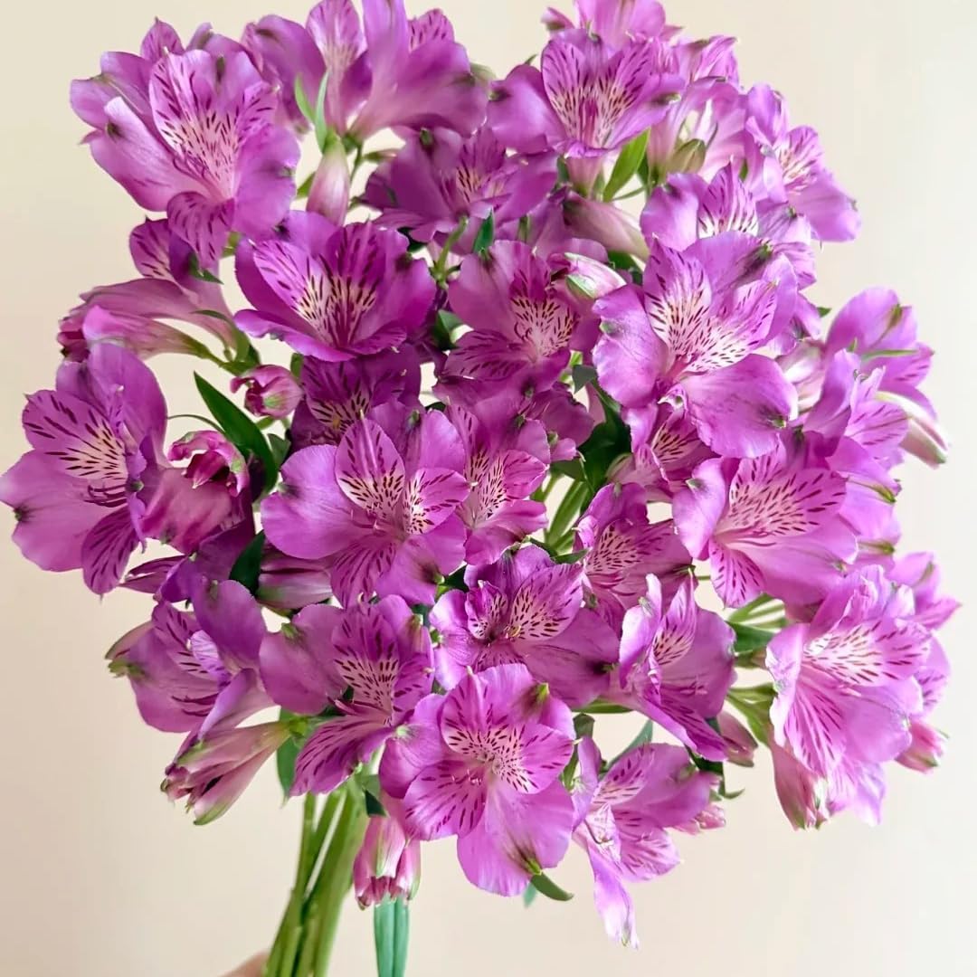 100pcs Lily Seeds for Planting, Mixed Perennial  Flowers Seeds, Non-GMO Heirloom Alstroemeria Seed for Home Garden Outdoor