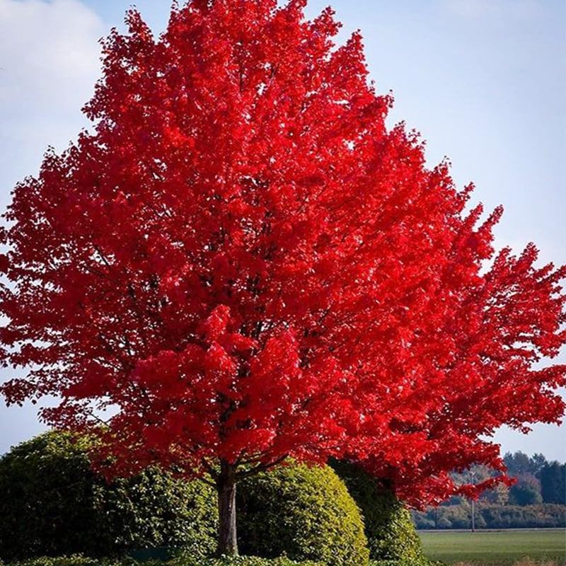 46Pcs Red Maple Seeds for Planting Outdoors Heirloom Maple Tree Seeds