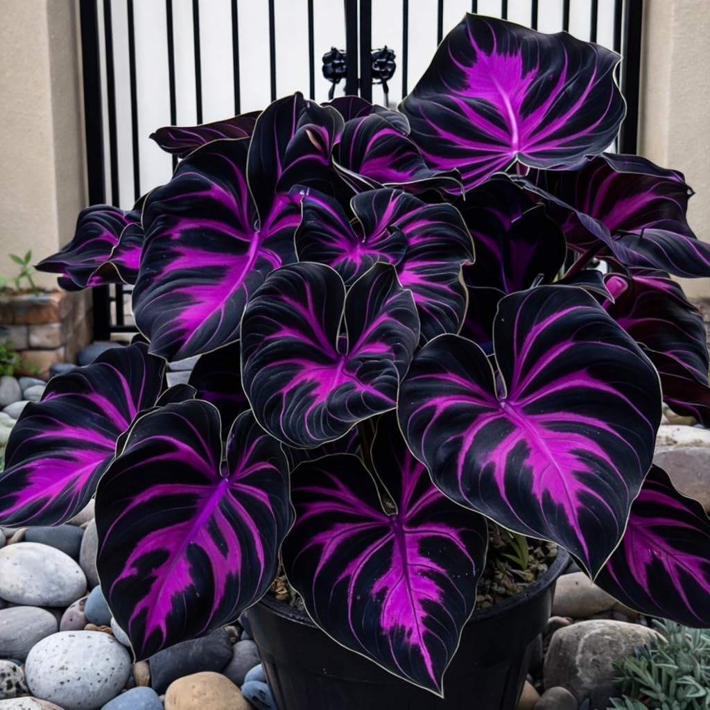 100pcs Hosta Seeds for Planting  Perennial Shade Plants, Lush Heart-Shaped Foliage, Long-Lasting Ornamental for Borders, Pathways & Outdoor Garden Landscapes