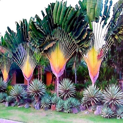 10Pcs Palm Tree Seeds Easy To Establish In Containers Raised Beds And Open Ground Ideal For Flexible Gardening Options