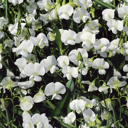 White Sweet Pea Seeds 40Pcs Perennial, Easy to Grow, Vine Seeds for Planting Fragrant, Long-Lasting Flowers with Free-Flowering Habit & Tall Size for Vertical Gardens