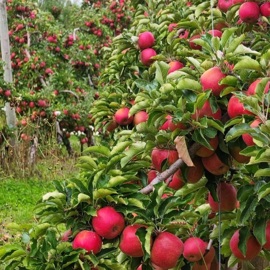 Apple Seeds for Planting Outdoor 50Pcs Perennial Apple Tree Seed Non-GMO Heirloom Sweet Fruit, Sweet Juicy Fruits Plants in Your Home Garden