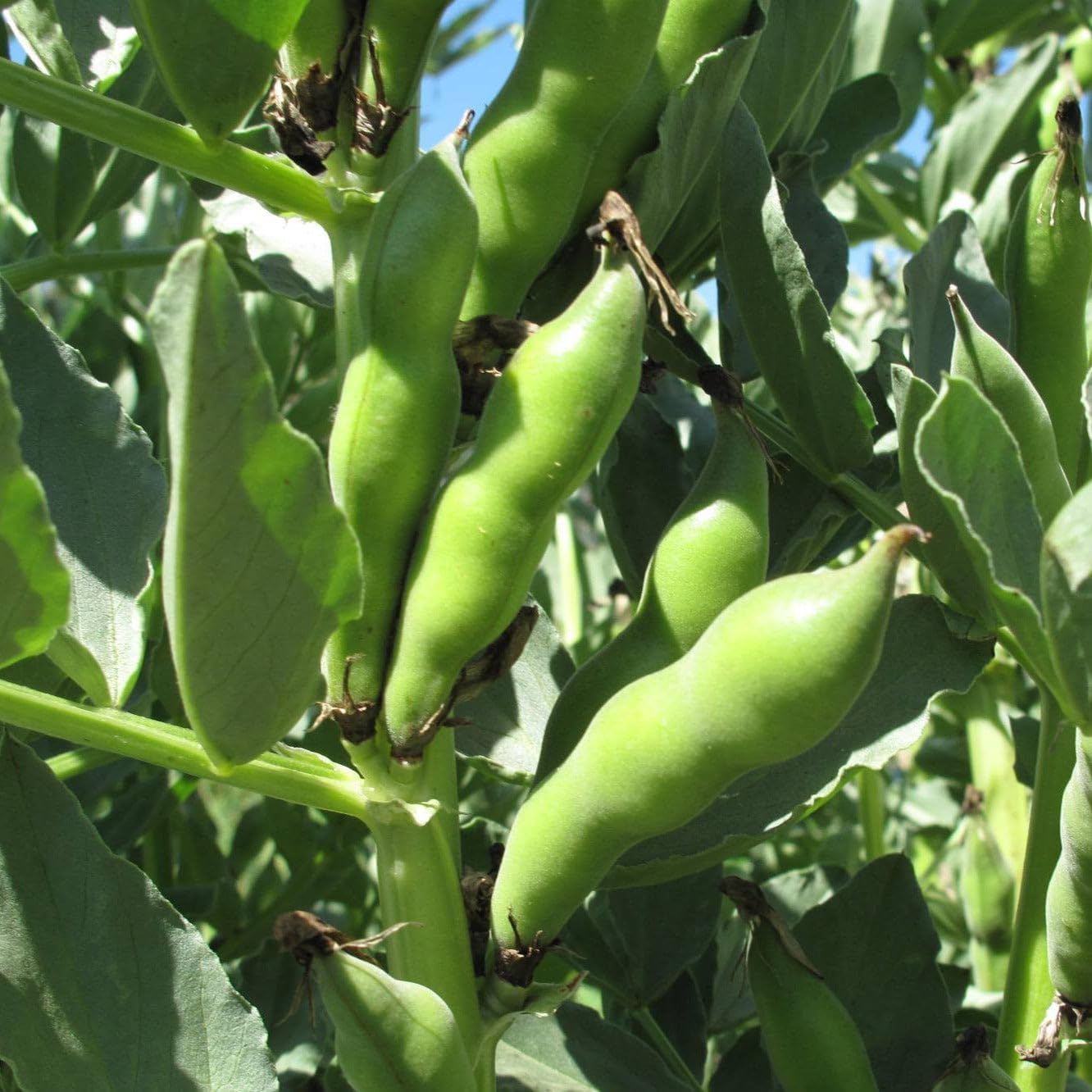 5pcs Fava Bean Seeds Friendly for new gardeners grow into full neat upright bushy clumps with steady seasonal development