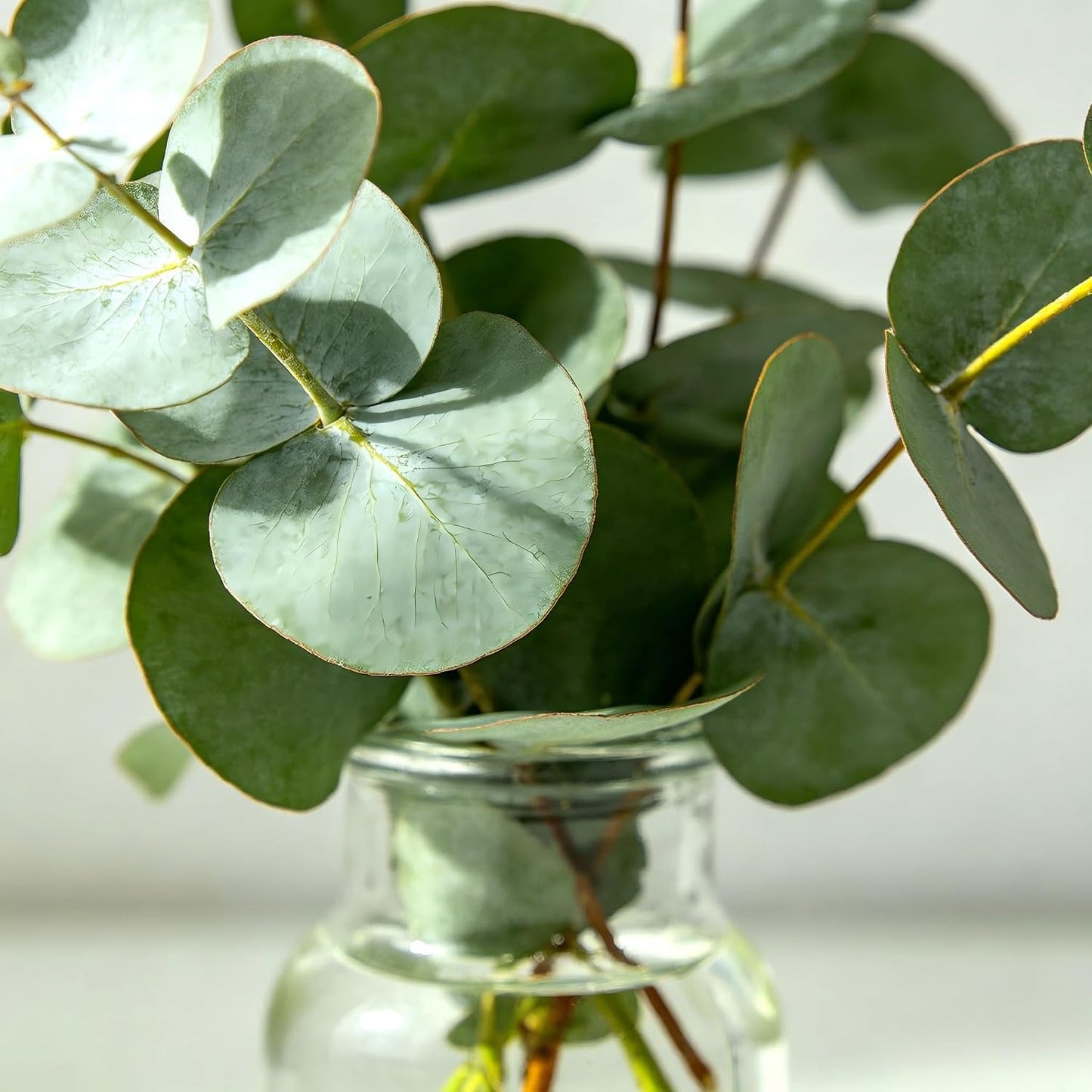 100Pcs Eucalyptus Seeds Easy to Grow and Care for perfect for spacious outdoor yards and wide courtyard decorative layout