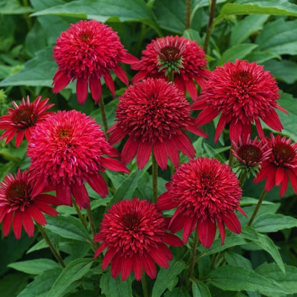 200pcs Easy Raising Coneflower Seeds perfect for layered garden design and open border decorative styling
