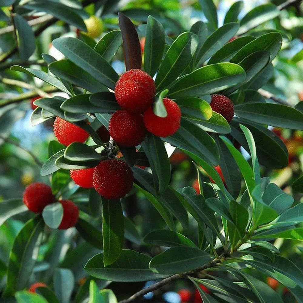 10Pcs Bayberry Bush Seeds for Planting Attracting Shrub Landscaping, Salt & Drought Tolerant Hedge Plant for Garden Outdoor