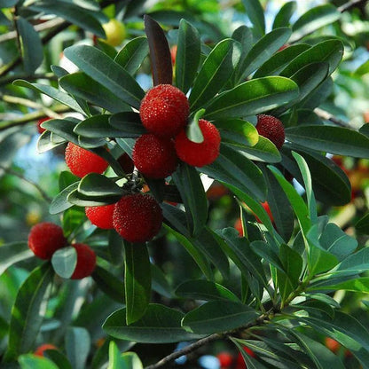 10Pcs Bayberry Bush Seeds for Planting Attracting Shrub Landscaping, Salt & Drought Tolerant Hedge Plant for Garden Outdoor