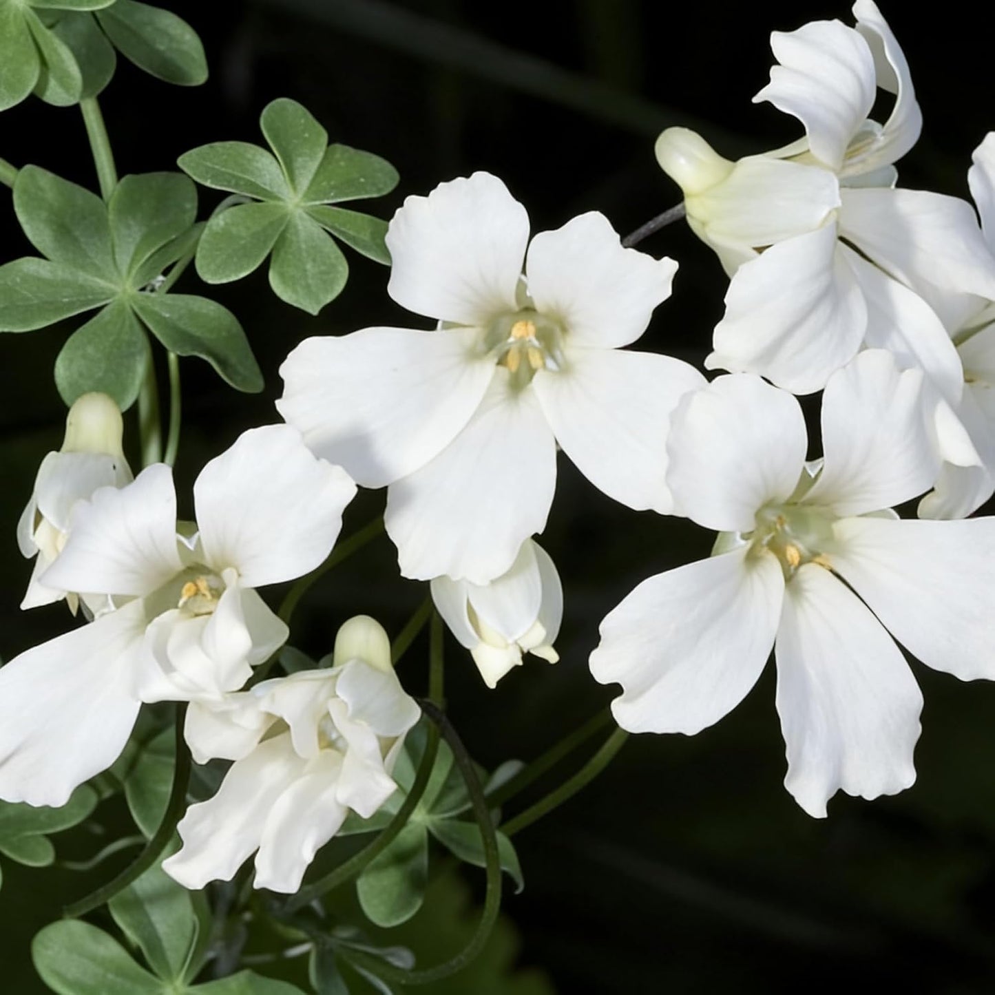 30pcs Nasturtium Seeds Simple to Grow add soft cascading ornamental charm to plain yard and garden landscapes