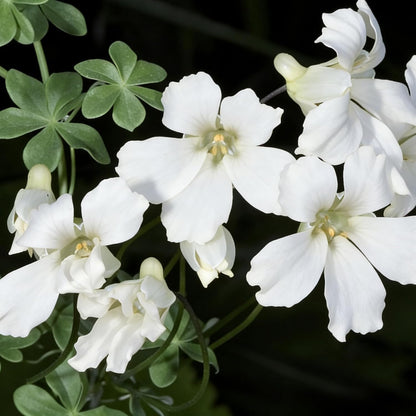 30pcs Nasturtium Seeds Simple to Grow add soft cascading ornamental charm to plain yard and garden landscapes