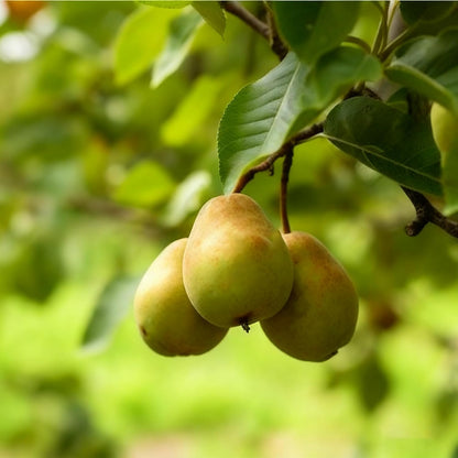 50Pcs Pear Seeds Suitable for planting form well-defined symmetrical crowns with fine textured layered foliage, ideal for courtyard accent decoration, garden perimeter arrangement and residential landscape layout