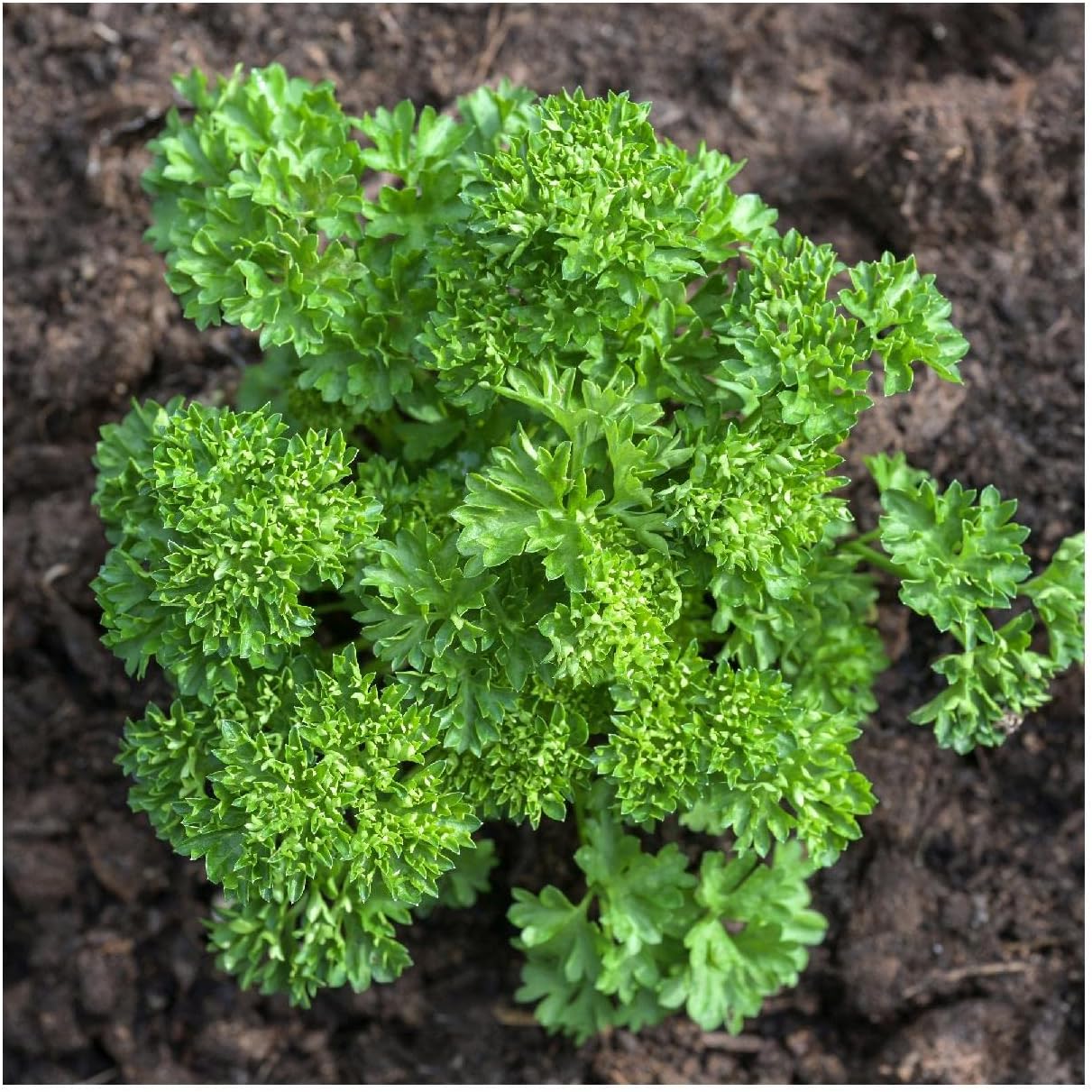 500pcs Parsley  Collection for Planting - Non-GMO Heirloom