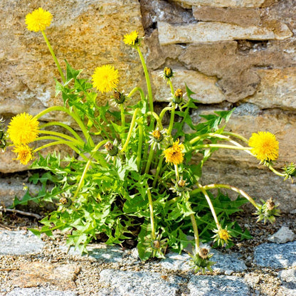 Dandelion Seeds for Planting 1000 Heirloom Medicinal Herb Seeds Non GMO Grow
