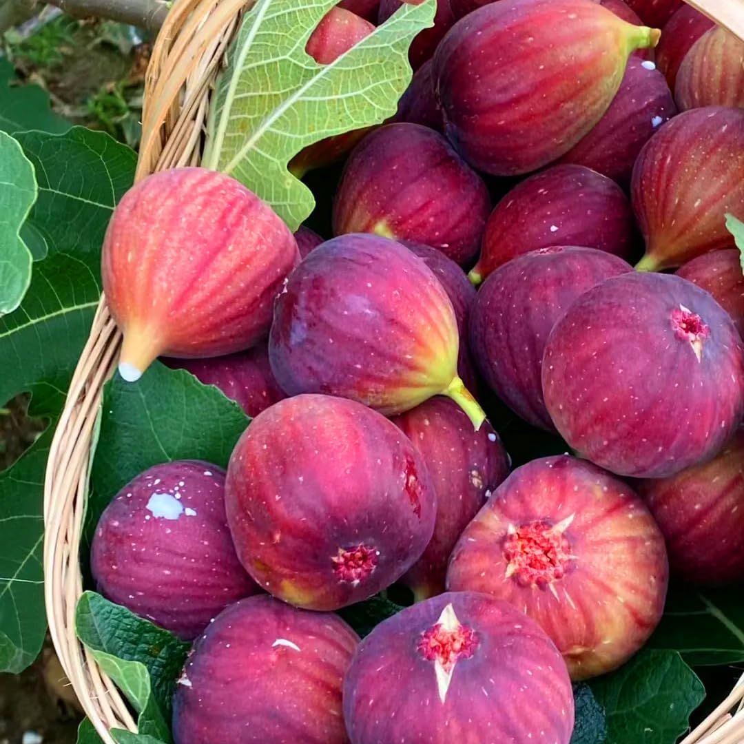 300Pcs Fig Seeds Easy to Establish great for novice yard styling, large corner formation and permanent landscape design