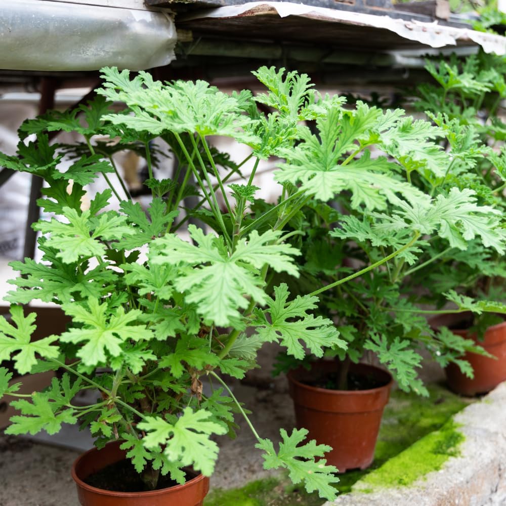 500pcs Citronella Seeds Fast Growing Easy To Plant For Home Gardens