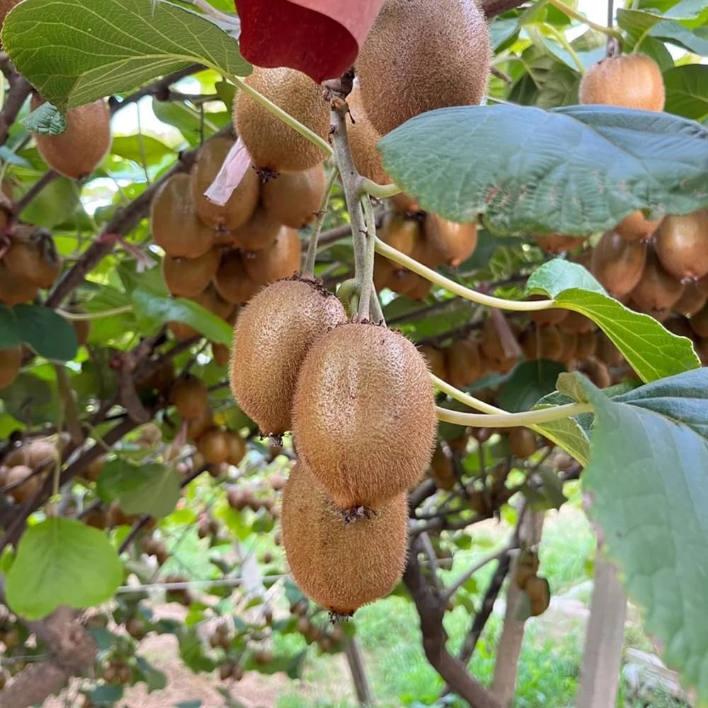 200Pcs Kiwifruit Seeds Great For Cultivating Creates A Polished Look In Informal Garden Yards