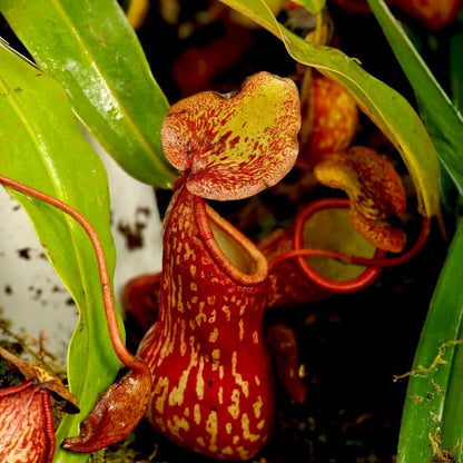 250Pcs Venus-Fly-Trap Seeds Easy To Grow Ideal For Hobbyists Who Enjoy Cultivating Rare Looking Botanical Specimens