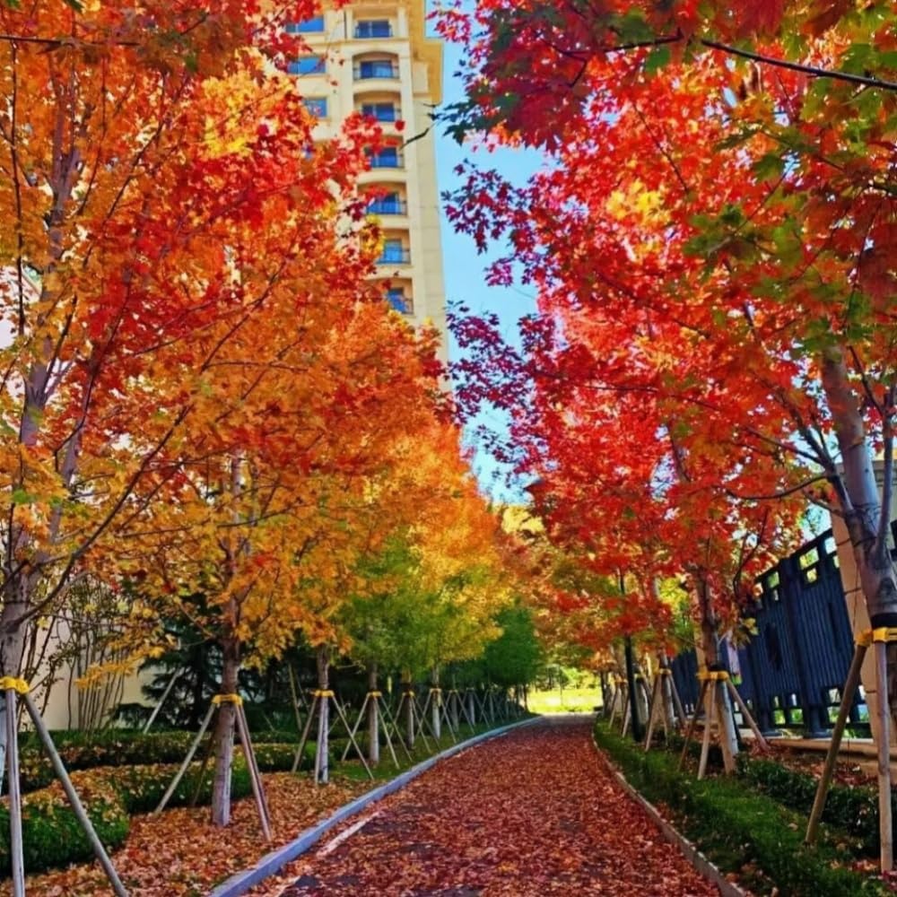 Maple Seeds 40Pcs Stunning Deep Purple Foliage, Hardy Ornamental Tree Easy Growing for Gardens, Yards & Landscape Accents