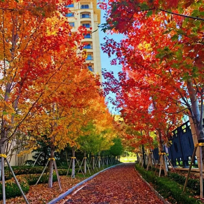 Maple Seeds 40Pcs Stunning Deep Purple Foliage, Hardy Ornamental Tree Easy Growing for Gardens, Yards & Landscape Accents