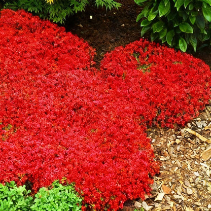 500pcs Red Creeping Thyme Seeds Ground Cover,Thyme Seeds for Planting Indoors,Thymus Seed Perennial Flower Non-GMO Heirloom for Home Garden