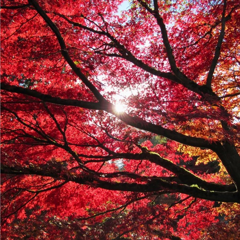 47Pcs Bonsai Red Maple Tree Seeds for Planting,Dwarf Red Japanese Maple Seeds, hade Tree Seed Shade & Ornamental Trees Fast Growing for Farms & Patio Outdoor Garden