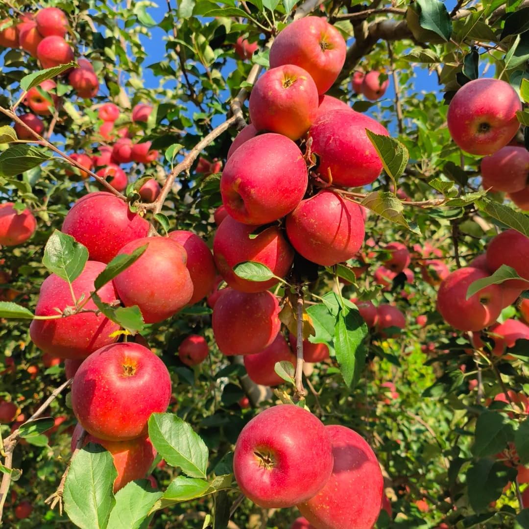 Apple Seeds for Planting Outdoor 50Pcs Perennial Apple Tree Seed Non-GMO Heirloom Sweet Fruit, Sweet Juicy Fruits Plants in Your Home Garden