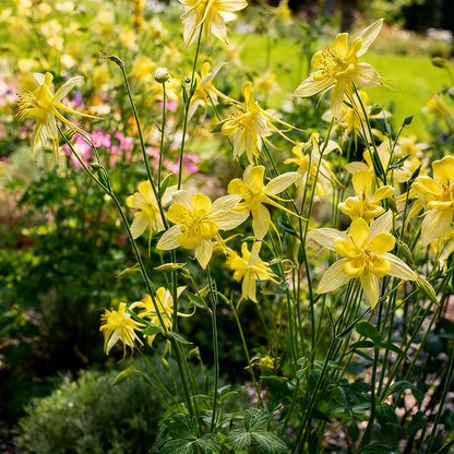 200pcs Yellow Columbine Flower Seeds Non GMO Heirloom, Perennial for Planting Shade & Woodland Gardens Outdoors