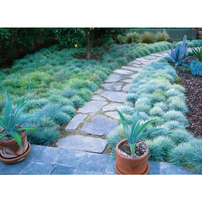 499Pcs Fescue Seeds Made for home planting create uniform delicate ground texture across large yard and garden areas