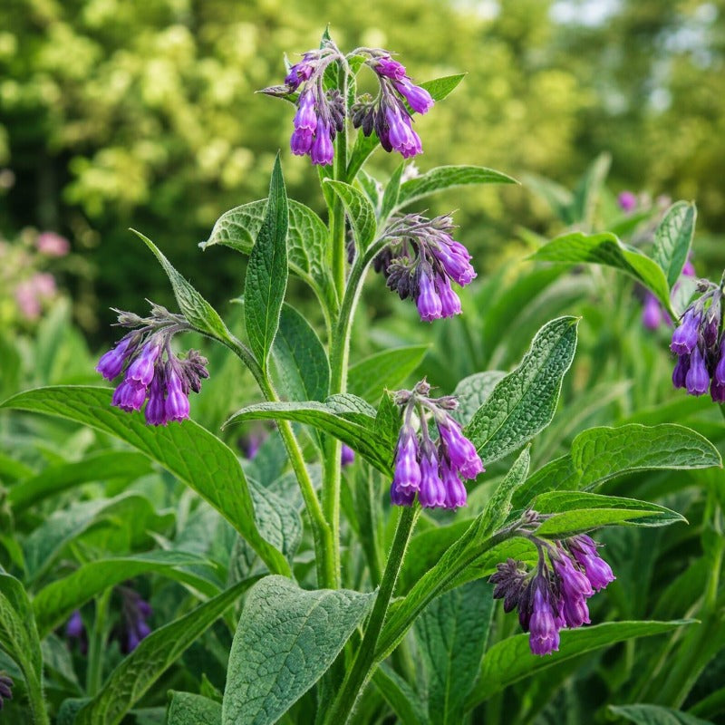 100pcs Comfrey Seeds Heirloom Purple Bell Flowers, Pollinator Garden