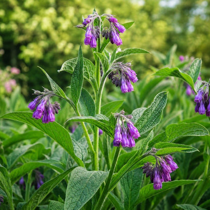 100pcs Comfrey Seeds Heirloom Purple Bell Flowers, Pollinator Garden