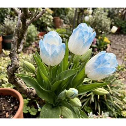 200pcs Ice Blue White Tulip flower seeds Sky Blue Bloom
