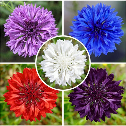500 Mix Cornflower Seeds for Planting - Attracting Pollinators