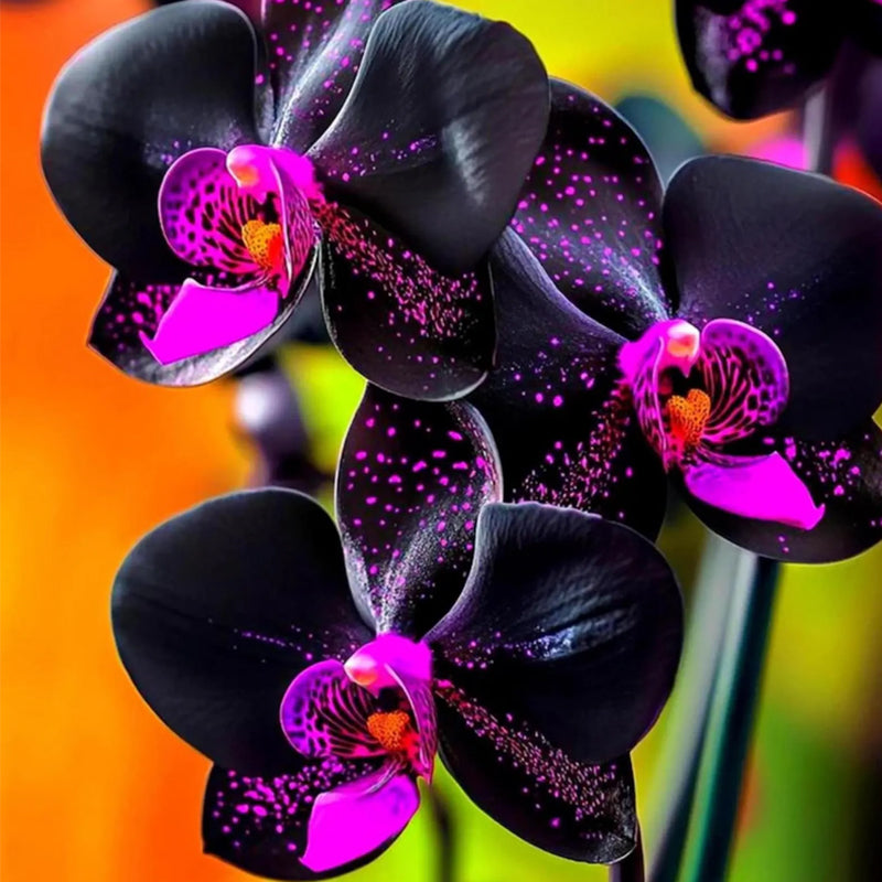 100pcs Orchid Seeds perfect for layered interior decor and shaded corner ornamental styling