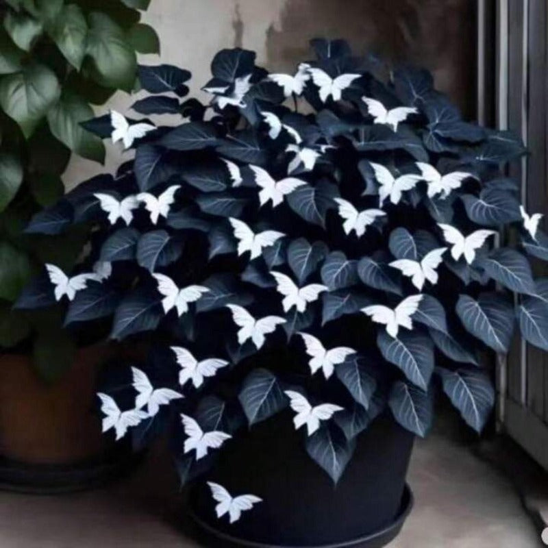 200pcs Butterfly Begonia Seeds – Elegant Shade Garden Perennial Foliage Plants