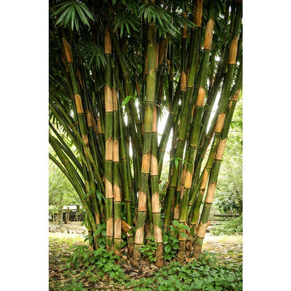 100pcs Giant Atter Bamboo Seeds Planting Landscape Garden