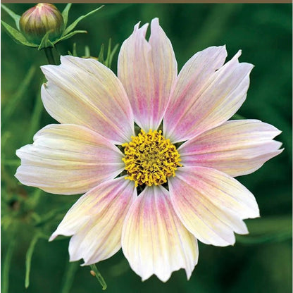 87Pcs For Open Airy Garden Designs Cosmos Seeds Easy To Grow Prevents Heavy Crowded Looks While Adding Full Floral Beauty