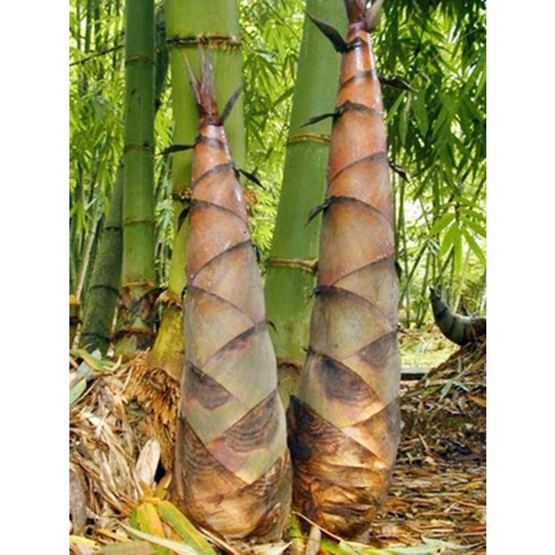 90Pcs Bamboo Seeds Easy To Grow With Flexible Sunlight Needs Suitable For Shaded And Partly Sunny Spots