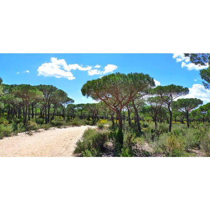 97Pcs Pine Seeds for planting in open yard plots, large vacant corners and expansive terrace outer edges